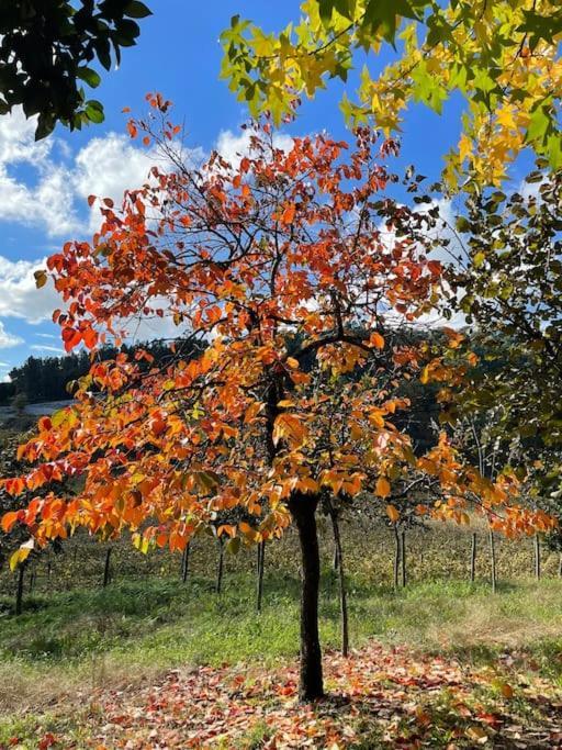 Quinta Picouto De Cima Βίλα Γκιμαράες Εξωτερικό φωτογραφία